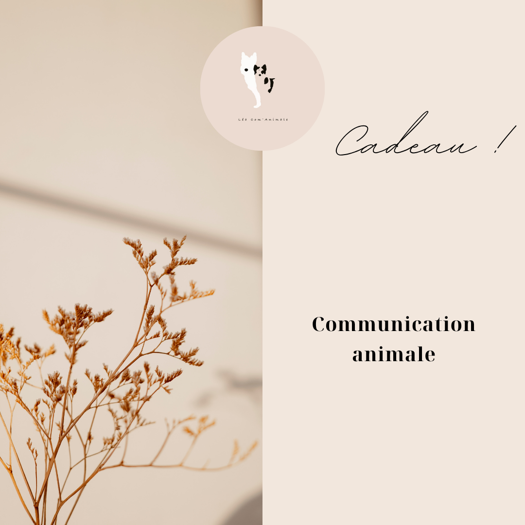Carte Cadeau Communication animale